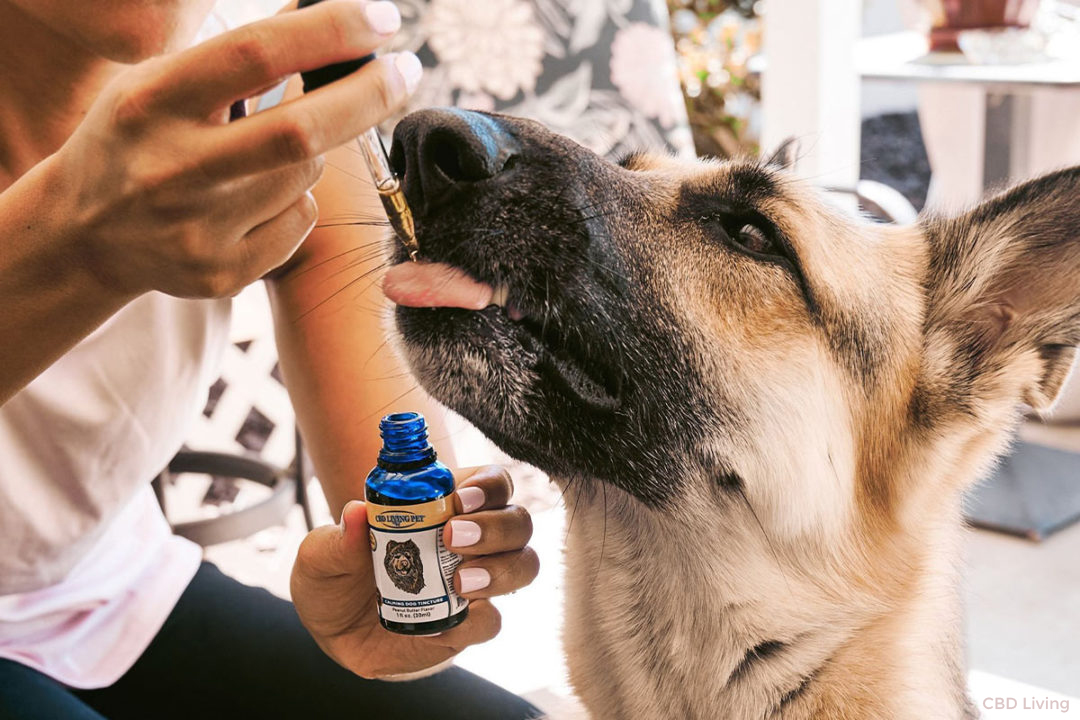 CBD para Cães: Bem-Estar Natural para Seu Melhor Amigo